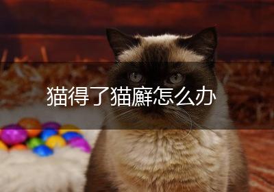猫得了猫廯怎么办