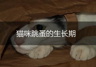 猫咪跳蚤的生长期
