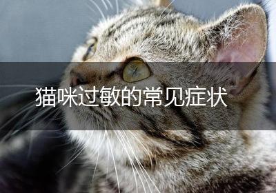 猫咪过敏的常见症状