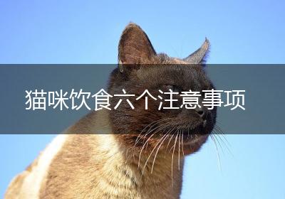 猫咪饮食六个注意事项