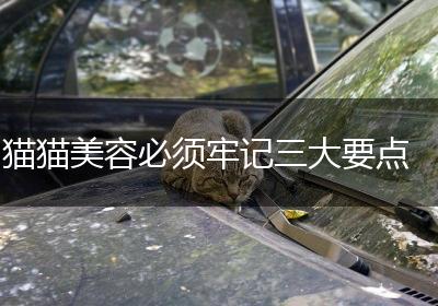 猫猫美容必须牢记三大要点