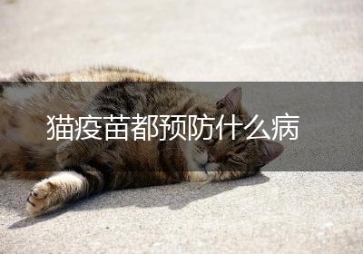 猫疫苗都预防什么病