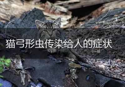 猫弓形虫传染给人的症状