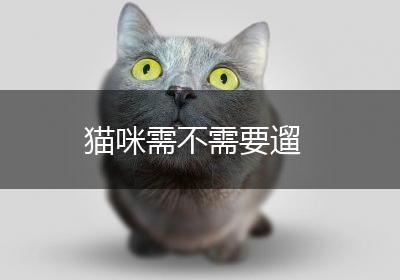 猫咪需不需要遛