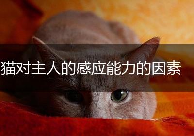 猫对主人的感应能力的因素