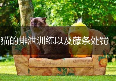 猫的排泄训练以及藤条处罚