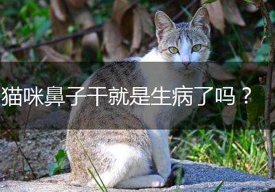 猫咪鼻子干就是生病了吗？