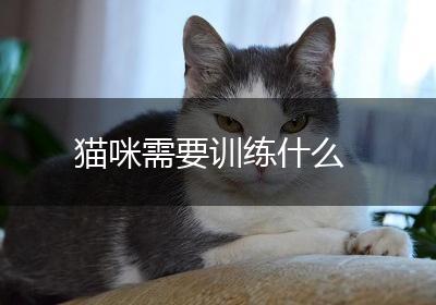 猫咪需要训练什么