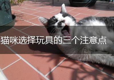 猫咪选择玩具的三个注意点