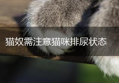 猫奴需注意猫咪排尿状态