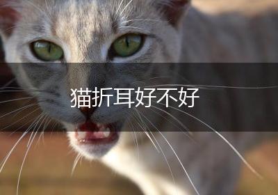 猫折耳好不好