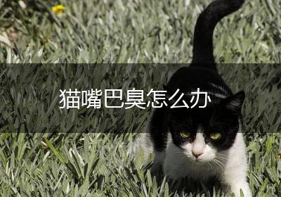 猫嘴巴臭怎么办