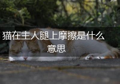 猫在主人腿上摩擦是什么意思