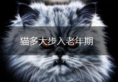 猫多大步入老年期