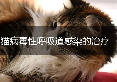 猫病毒性呼吸道感染的治疗