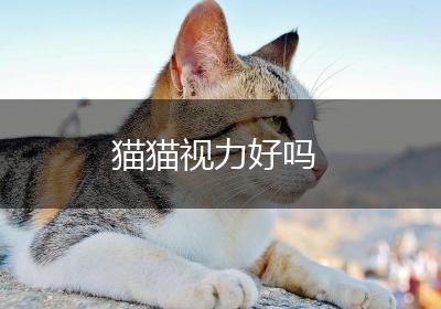 猫猫视力好吗