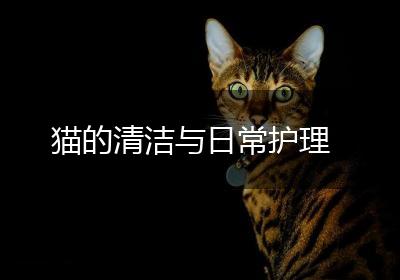 猫的清洁与日常护理