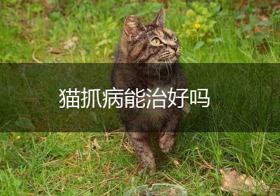 猫抓病能治好吗