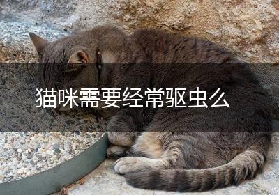 猫咪需要经常驱虫么