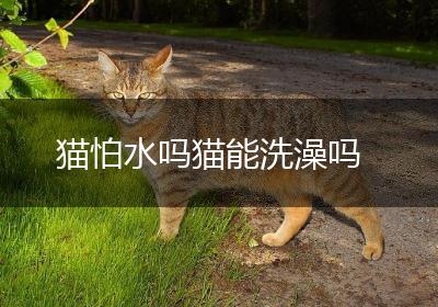 猫怕水吗猫能洗澡吗