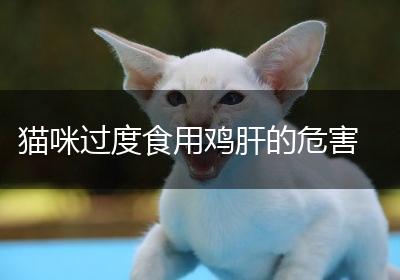 猫咪过度食用鸡肝的危害