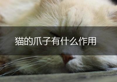 猫的爪子有什么作用