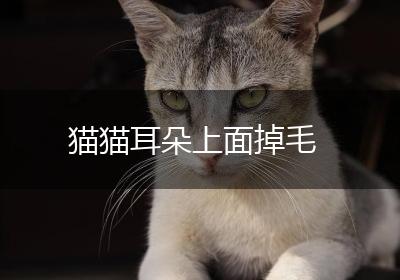 猫猫耳朵上面掉毛