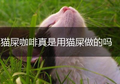 猫屎咖啡真是用猫屎做的吗