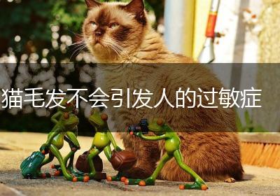 猫毛发不会引发人的过敏症