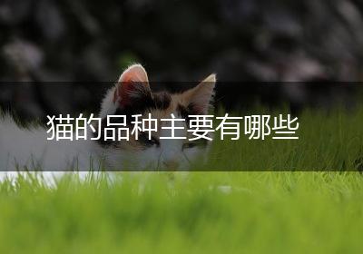 猫的品种主要有哪些