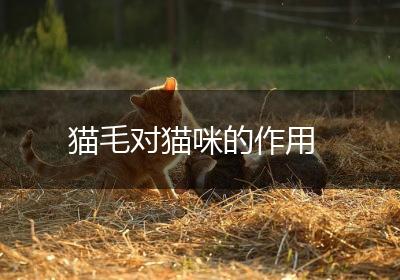 猫毛对猫咪的作用