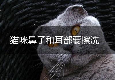 猫咪鼻子和耳部要擦洗