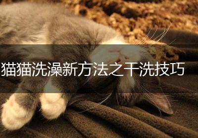 猫猫洗澡新方法之干洗技巧