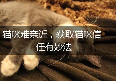 猫咪难亲近，获取猫咪信任有妙法