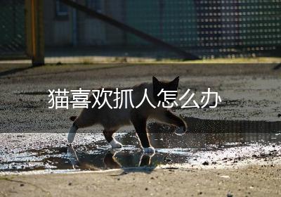 猫喜欢抓人怎么办