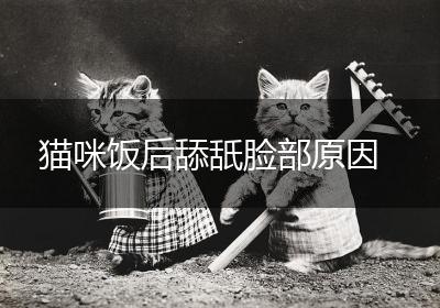 猫咪饭后舔舐脸部原因