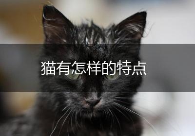 猫有怎样的特点