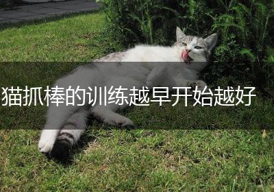 猫抓棒的训练越早开始越好
