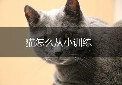 猫怎么从小训练