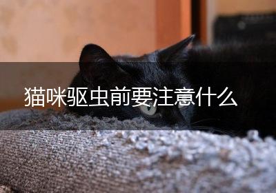 猫咪驱虫前要注意什么