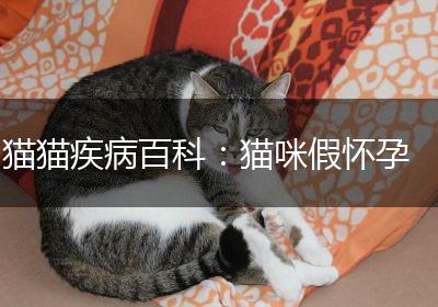 猫猫疾病百科：猫咪假怀孕