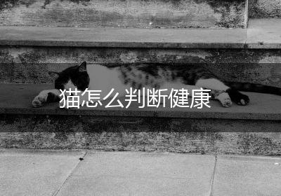 猫怎么判断健康