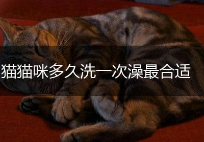 猫猫咪多久洗一次澡最合适