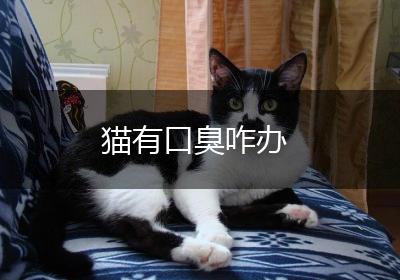 猫有口臭咋办