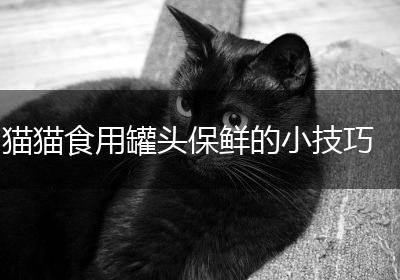 猫猫食用罐头保鲜的小技巧