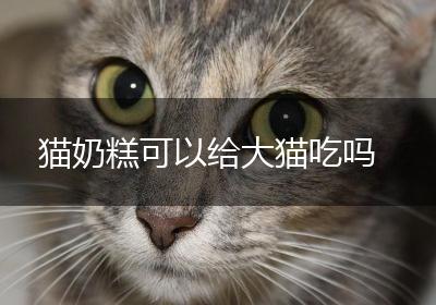 猫奶糕可以给大猫吃吗