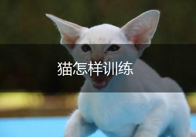 猫怎样训练