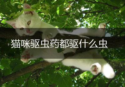猫咪驱虫药都驱什么虫