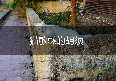 猫敏感的胡须