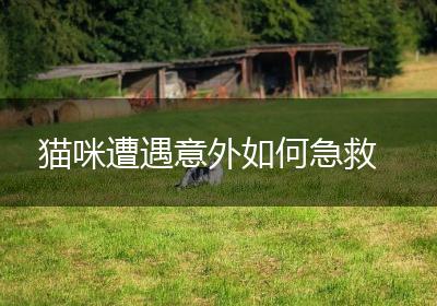 猫咪遭遇意外如何急救